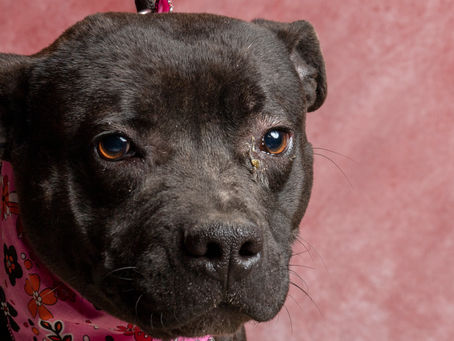 Eye Stains / Eye Boogers