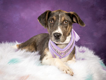 Luxury Pet Photography Experience in Memphis with Sandra Ferguson Photographer, Professional Pet Photographer Memphis