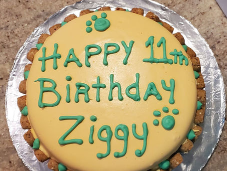 Pet Friendly Businesses - Memphis Tennessee