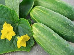 Amazing Health About Cucumber