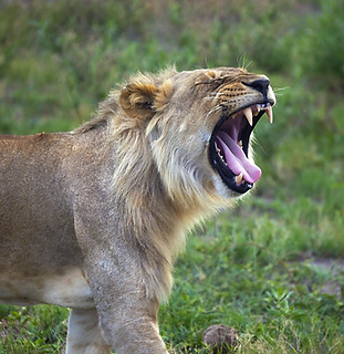 Screenshot 2020-03-31 at 11.43.28.png