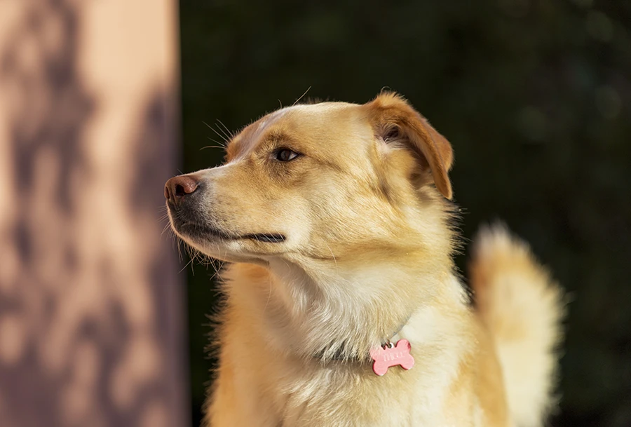 foto indimenticabili del tuo cane