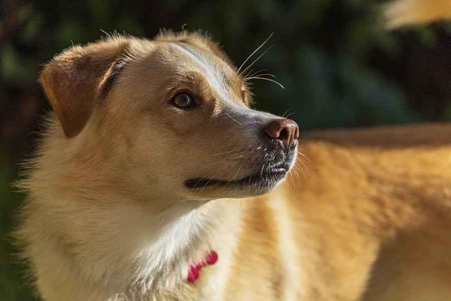 il ritratto del tuo cane