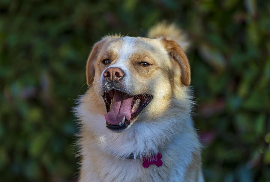 theo foto di cane che ride