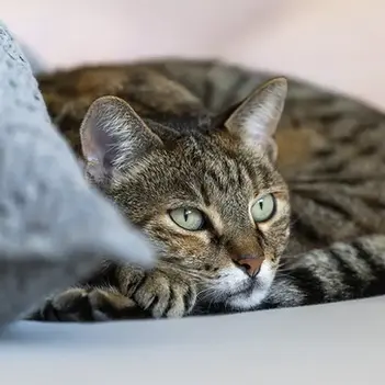 occhi di gatto per ritratto