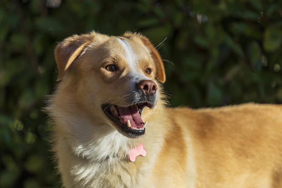 shooting fotografico del cane all'aperto