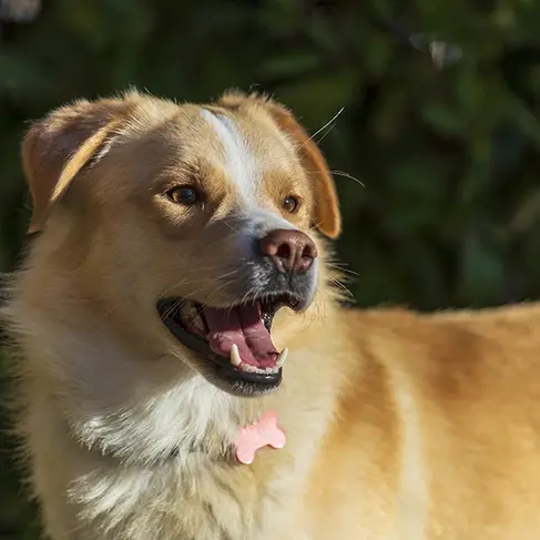 shooting fotografico del cane all'aperto