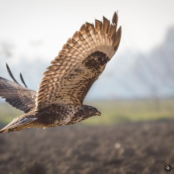 Piacenza Wild Life Rescue Center