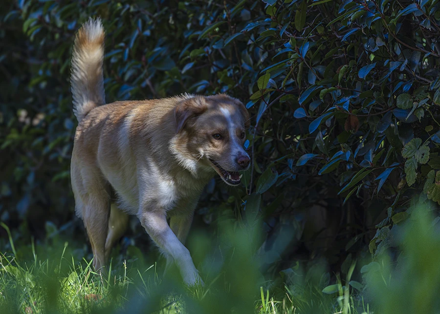 shooting fotografico per cani