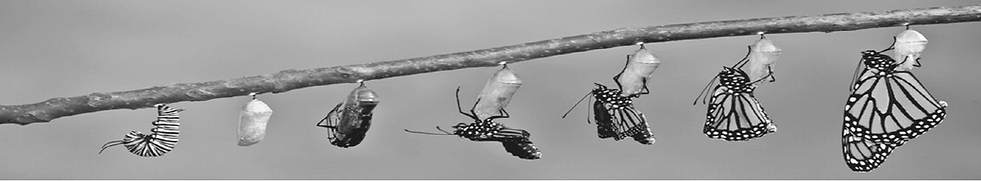 Entwicklung von der Raupe zum Schmetterling