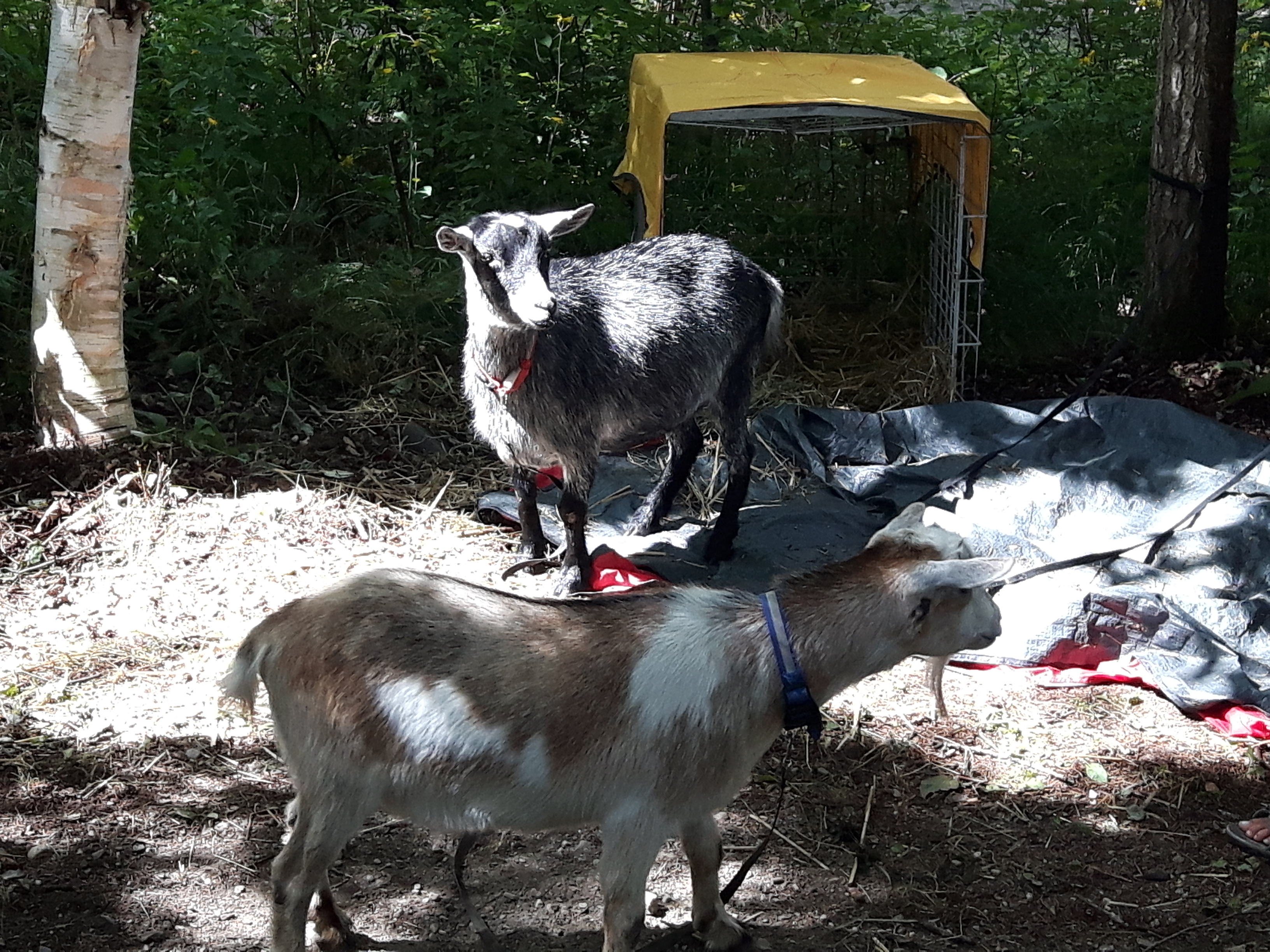 Camping Bellechasse StPhilémon