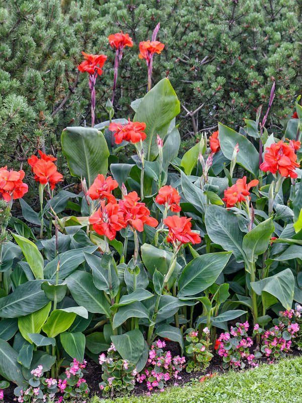 tanaman outdoor cantik untuk di rumah bernama canna
