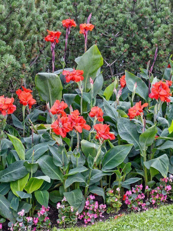 tanaman outdoor cantik untuk di rumah bernama canna