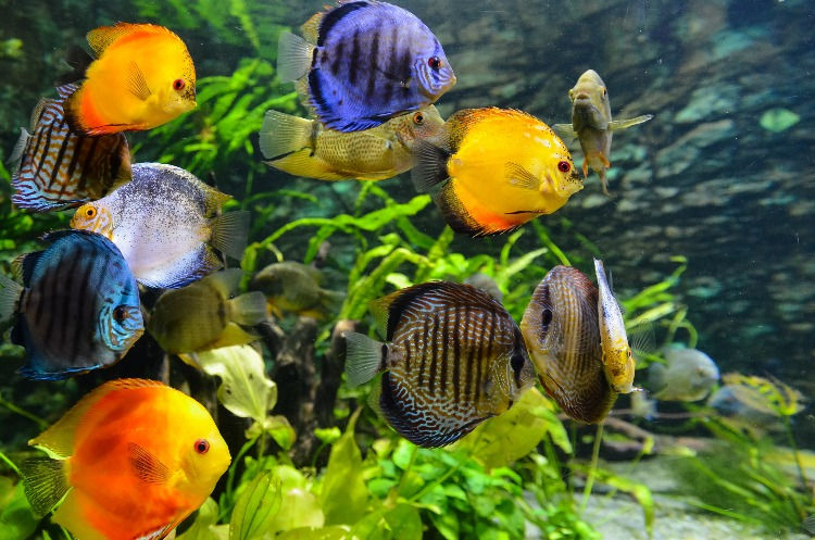 Jenis Ikan Hias Air Tawar Yang Cocok Dipelihara Di Rumah Kamu