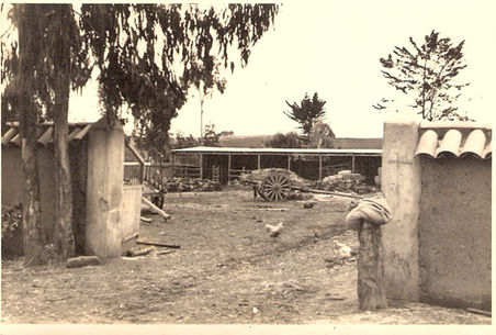 Maitencillo
