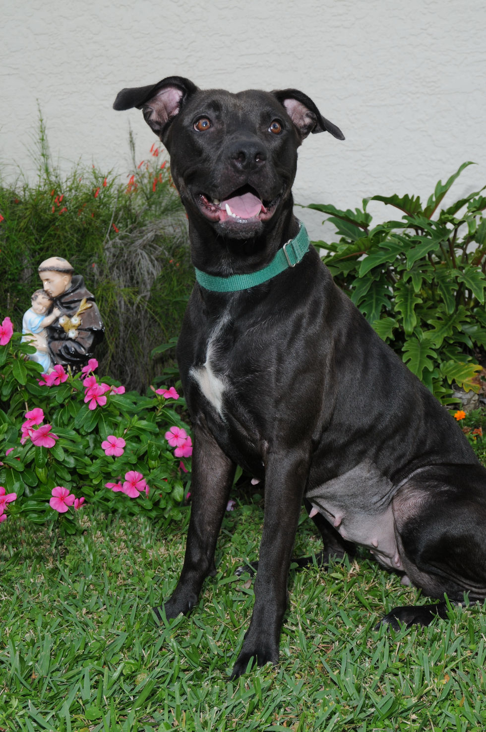 Dixie_0004.JPG