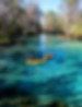 river+ventures,+kings+bay,+three+sisters,+crystal+river.jpg