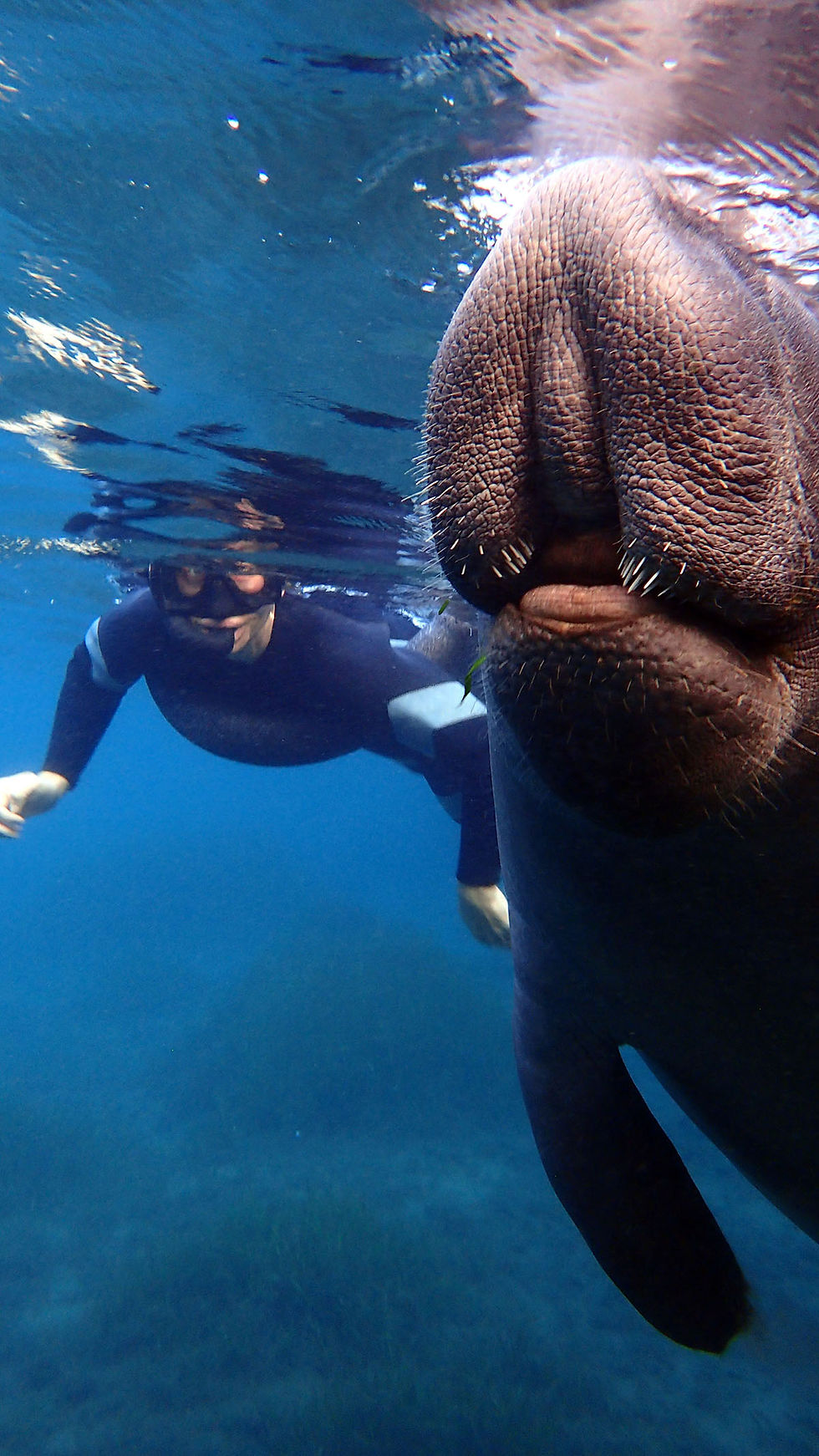 manatee airboat tour.jpg