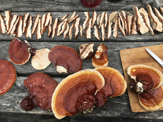 Everyday Forage Summer 2020 Offerings List