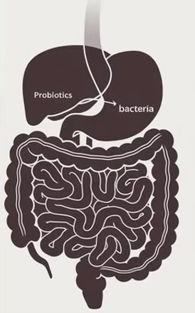 Raise a Glass (of Vinegar) to Your Gut Health!