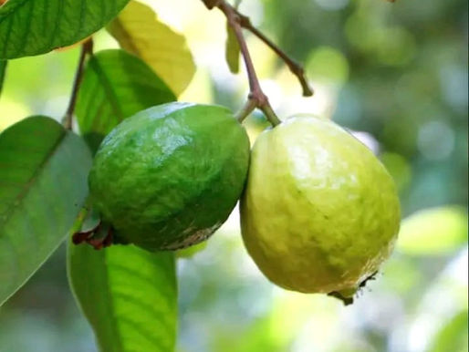 NATURE IS TEACHING US AN IMPORTANT LESSON THROUGH THESE GUAVAS.