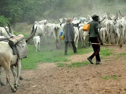Abia cattle Dealers Sue Govt Over Planned Market Sheltersโ Demolition
