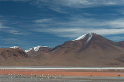 Baby flamingoes by Laguna Colorada