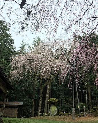 季節_春_枝垂れ桜.JPG