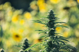 Time-Honored Dry Farming Practices Yield Premium Cannabis at Eel River Organics