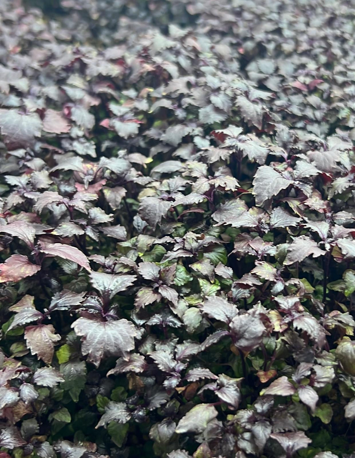 Mor Shiso Mikroyeşili