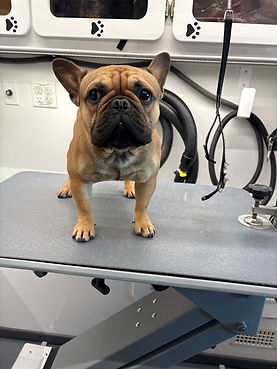 DapperTails of Phoenix, Arizona