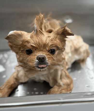 Small wet dog standing on grooming table 
