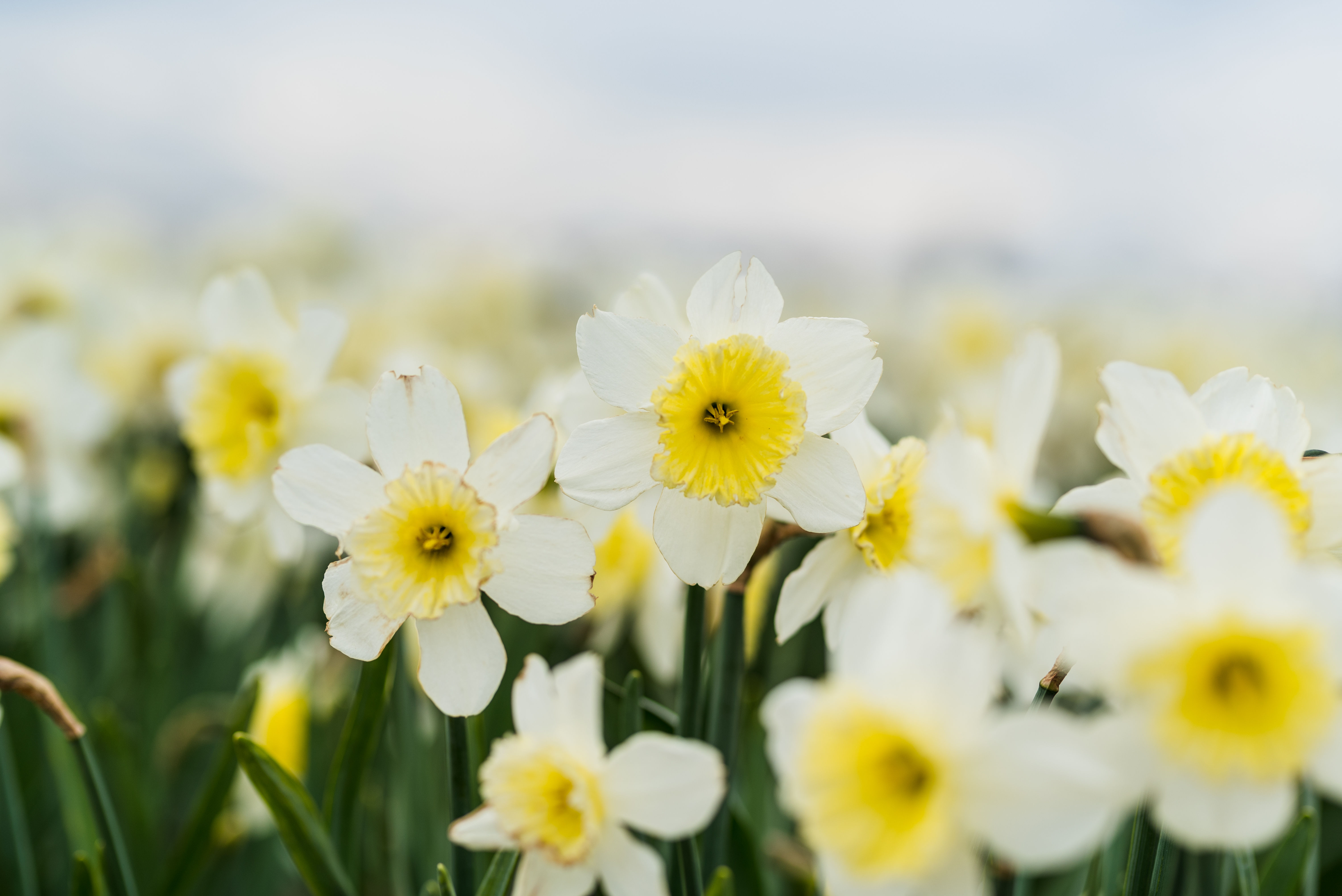 Ethereal Bloom: White Tulips of Seattle