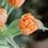 Thumbnail: Multi-petals Tulip Bouquet
