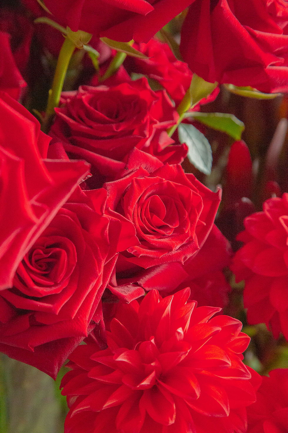 Thumbnail: Valentine's Day | Garden style Dozen Rose Bouquet