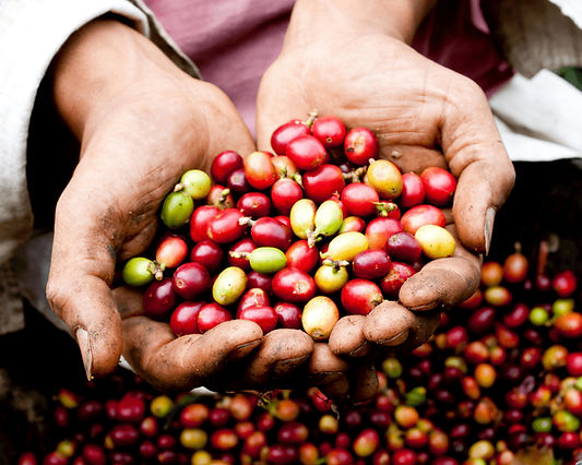 Hands holding freshly harvested Colombian coffee cherries on a coffee farm.