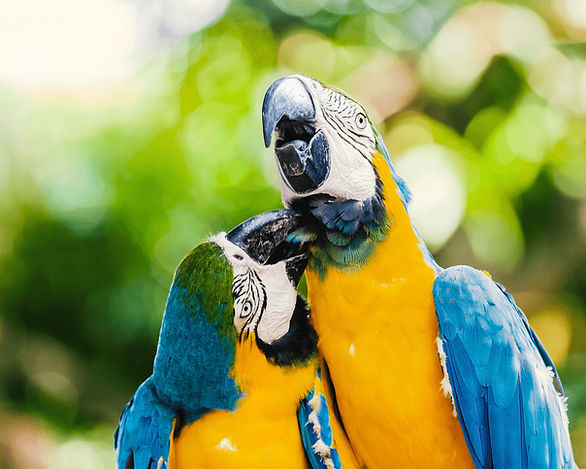 Two blue-and-yellow macaws in a tropical setting, representing Colombia’s rich wildlife and biodiversity.