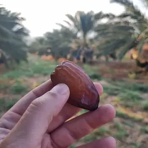 מדריך אחסון התמרים המושלם: מקרר או מקפיא ומהו סוד הנקודות הלבנות