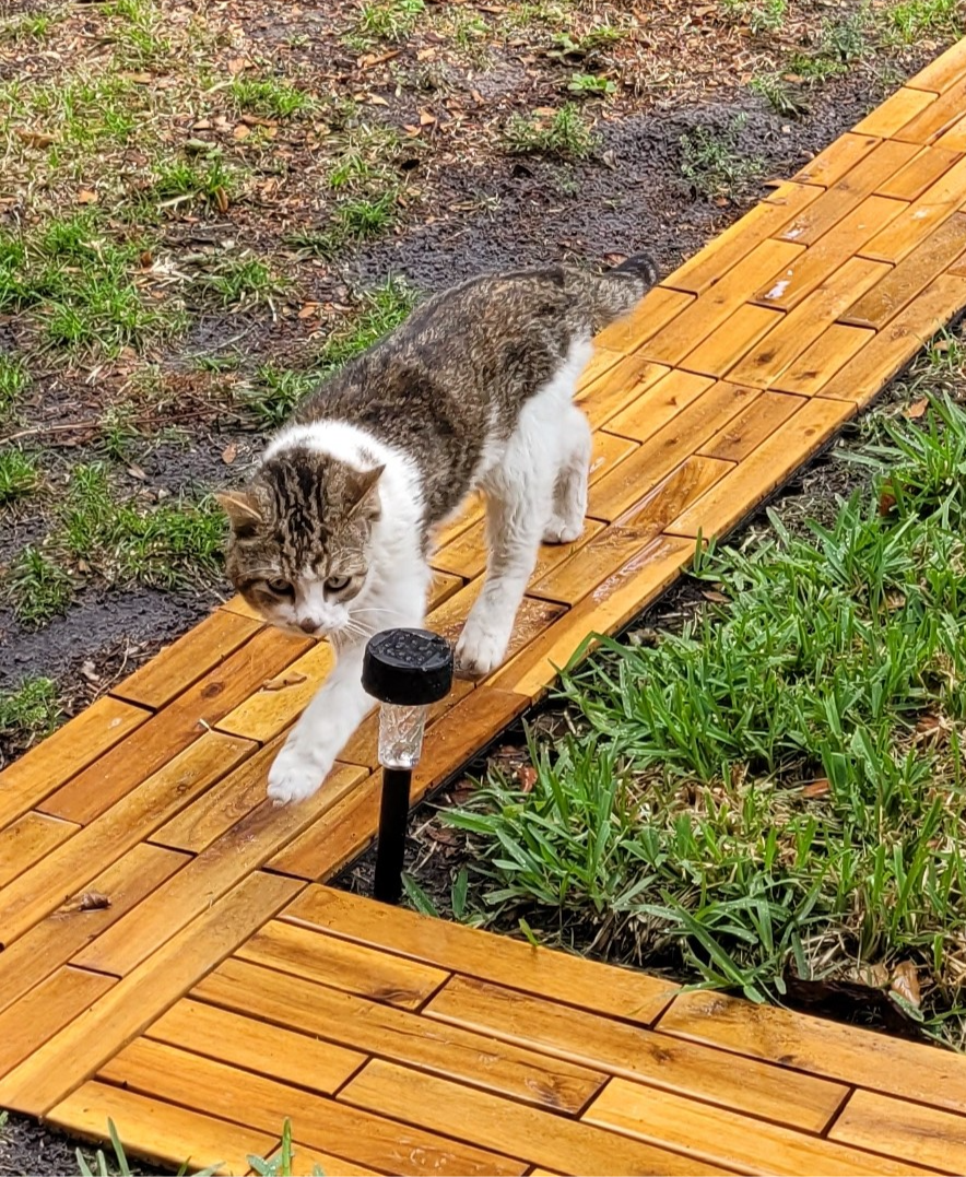 Seems like Jasper Cat is the only one willing to show up in the rain, but even that didn't last very long.