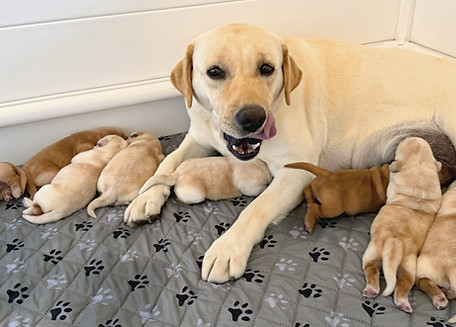 Stormy & Puppies 4_26_edited.jpg