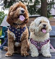 Dogs.jpg