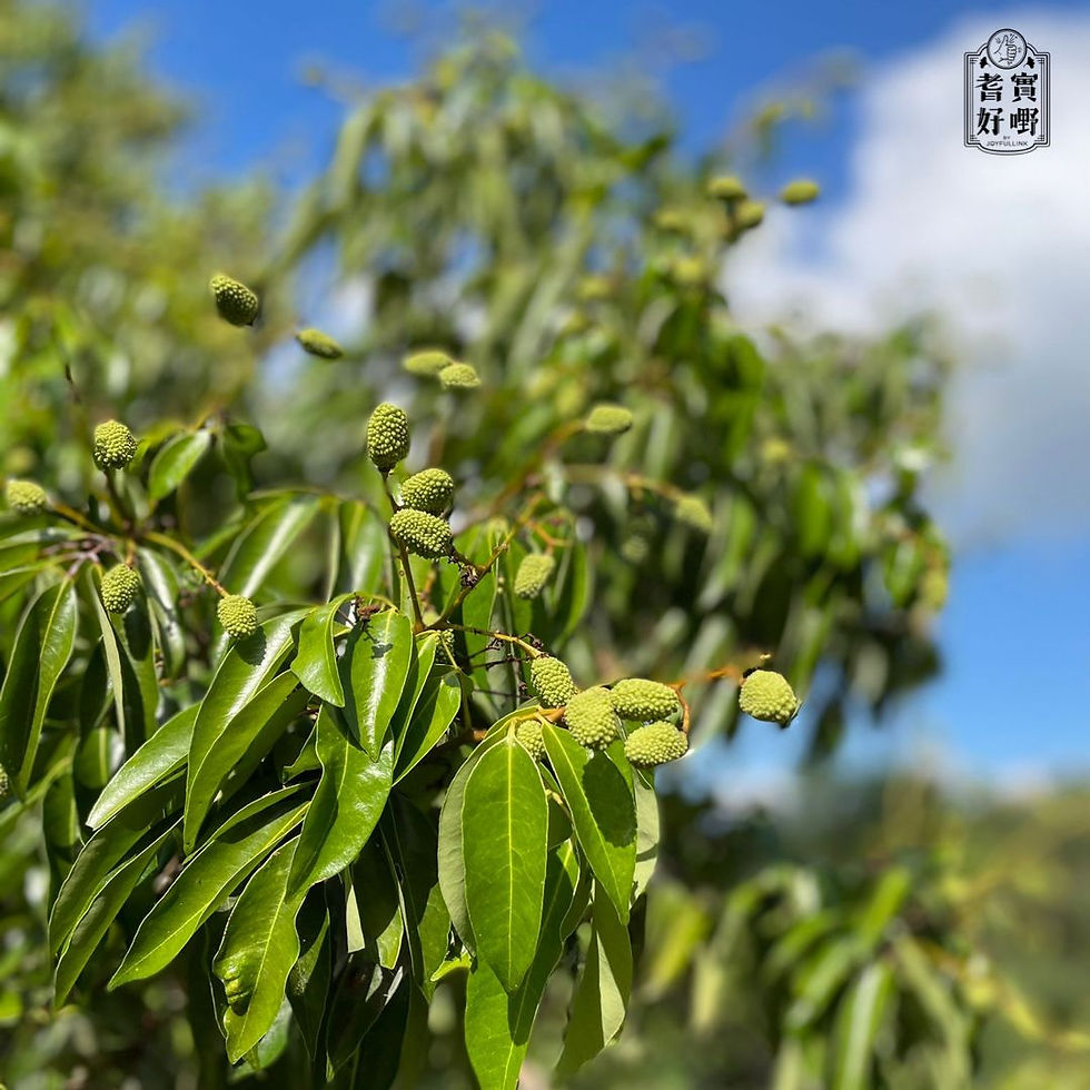 縮圖：荔枝菊花果醬
