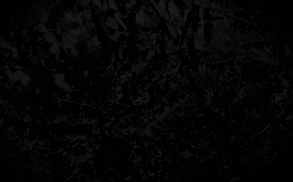 Banksia Grandis_V3.png