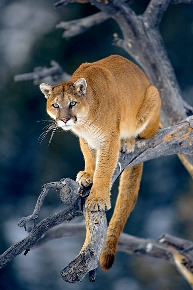Mountian Lion 1.jpg
