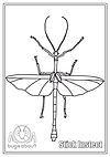 BA_Colouring Stick Insect.jpg