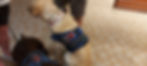 White Dog with Blue Medical Alert Jacket