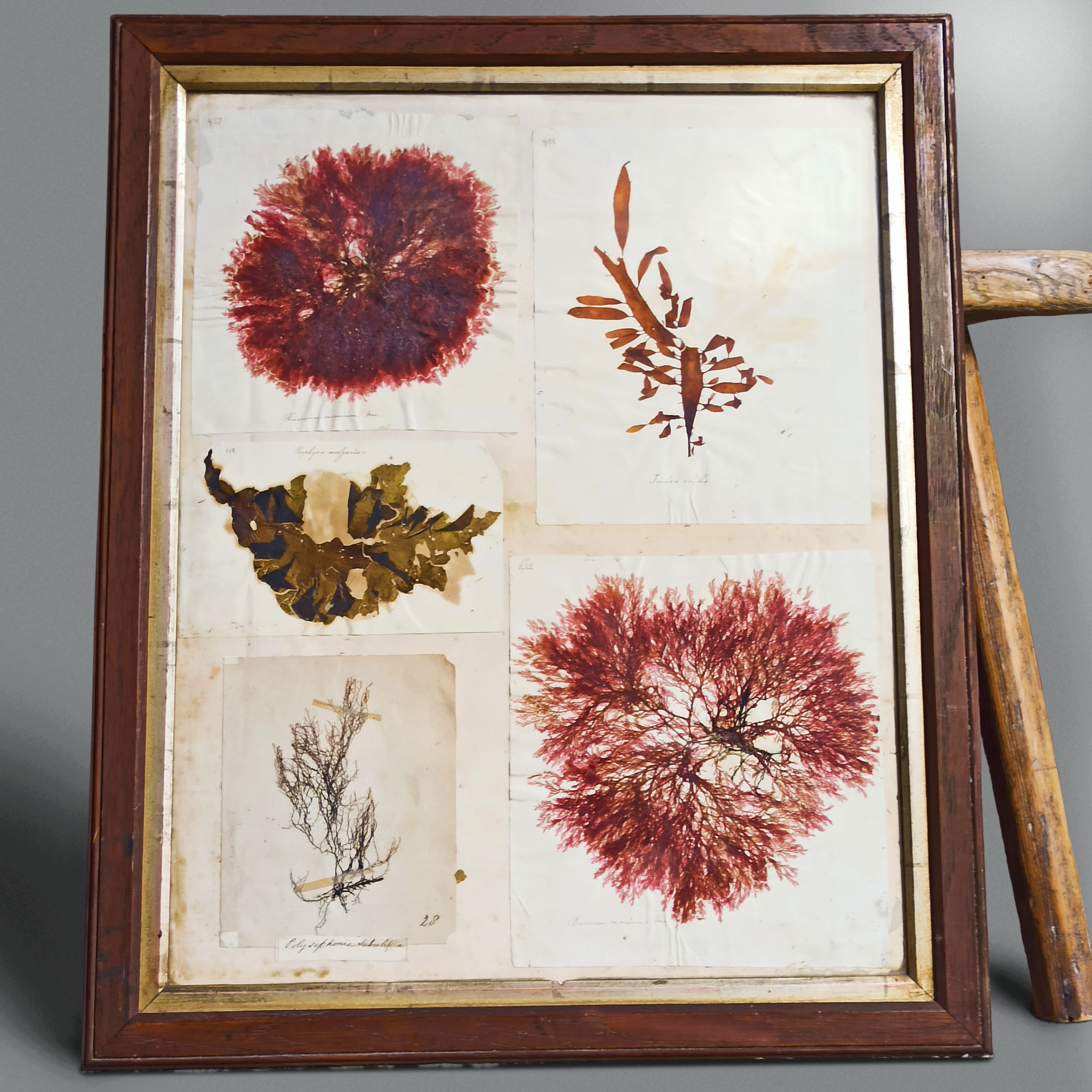 Amazing Sea Herbarium - Collection of Pressed Coastal Seaweeds in Original Frame