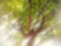 Edith Cambrini photographe arbre lumière