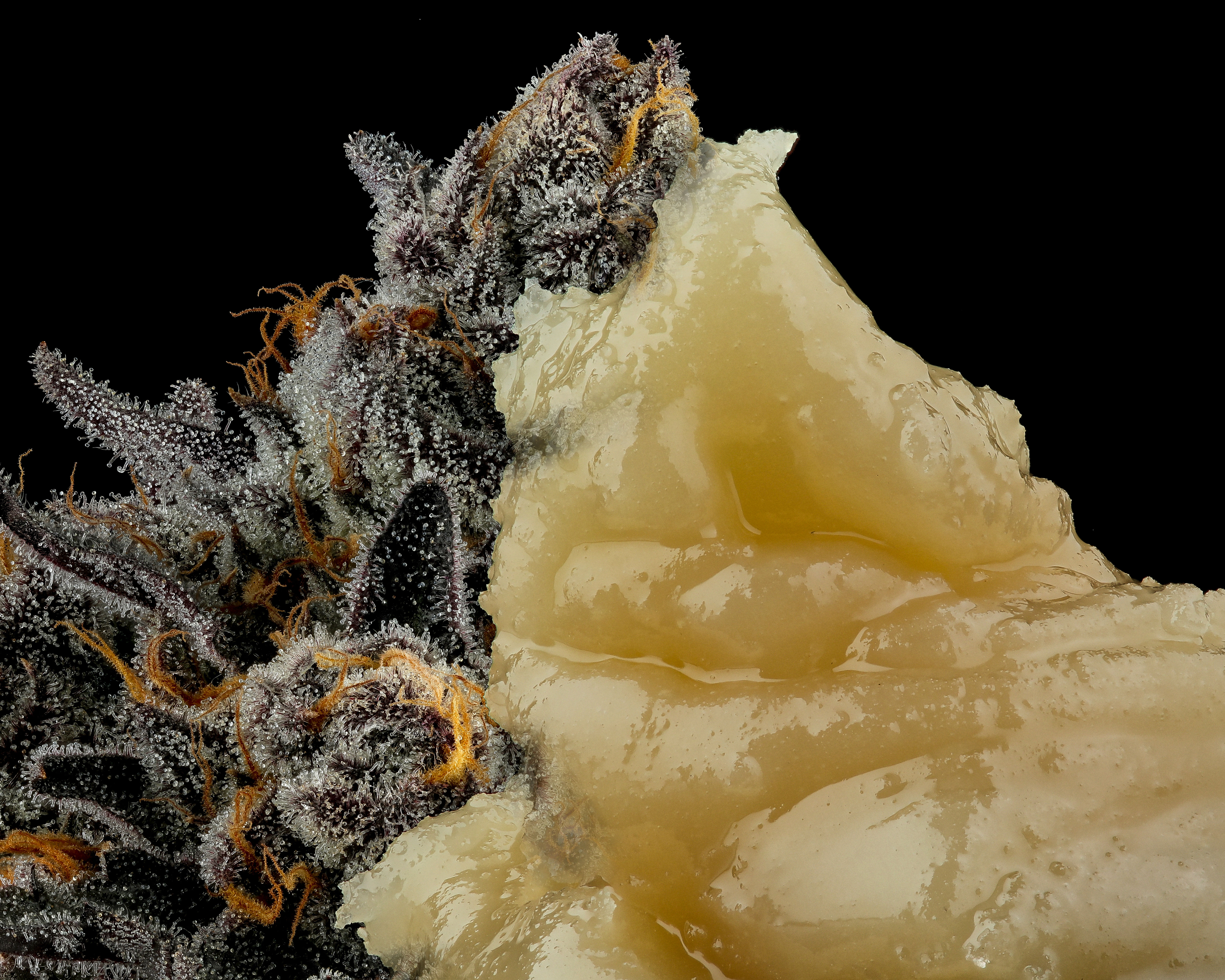 Hollywood (16x20 Satin Photo Print)