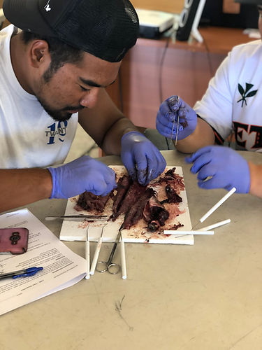 fish disection